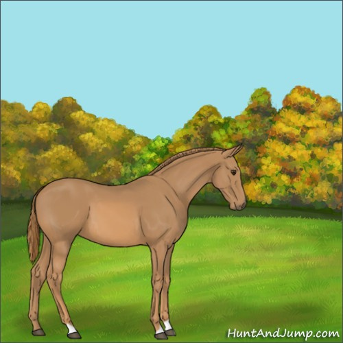 Horse Color:Unknown 