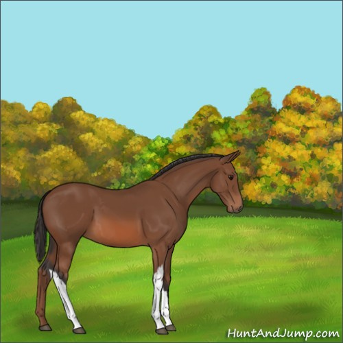 Horse Color:Unknown 
