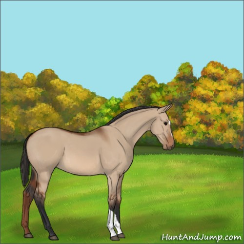 Horse Color:Unknown 