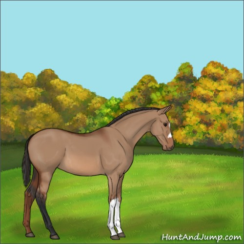 Horse Color:Unknown 