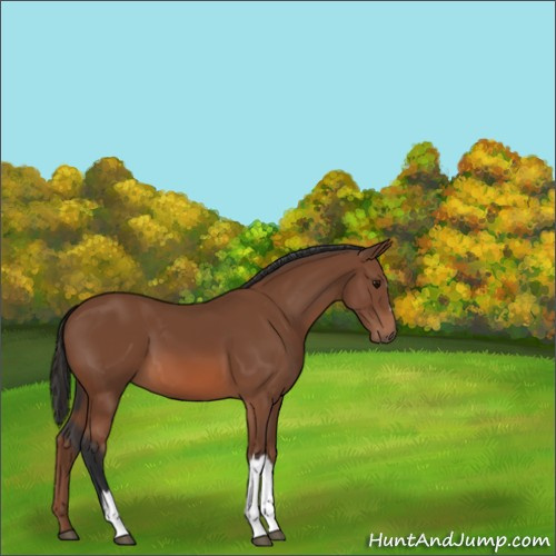 Horse Color:Unknown 