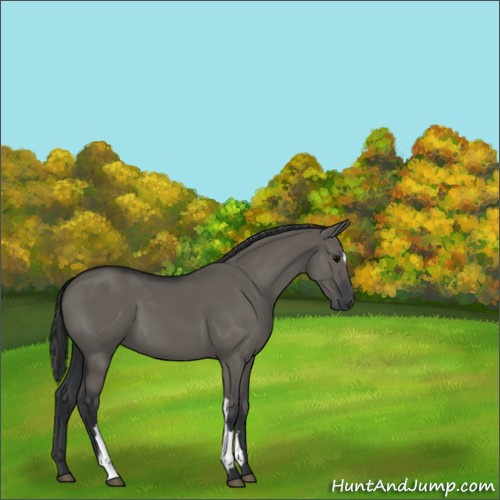 Horse Color:Unknown 