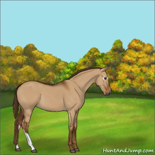 Horse Color:Unknown 