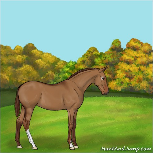 Horse Color:Unknown 