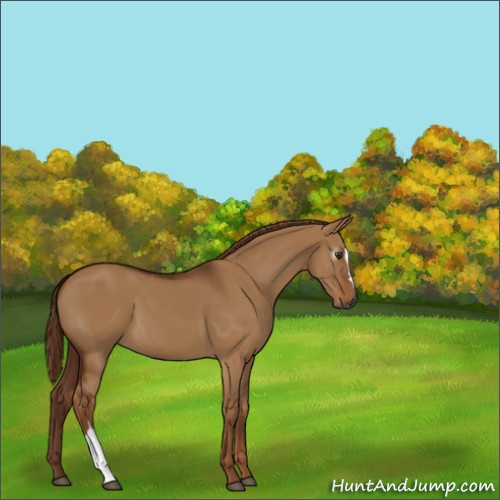Horse Color:Unknown 