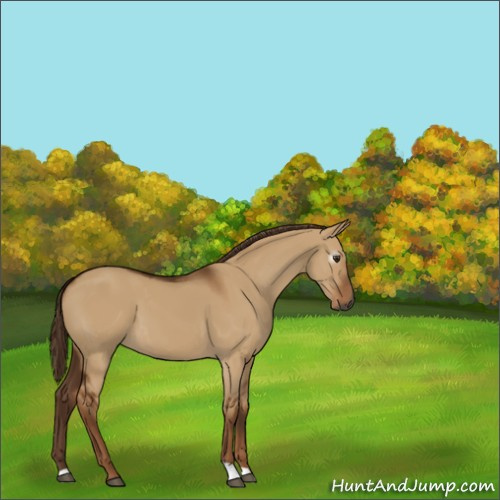 Horse Color:Unknown 