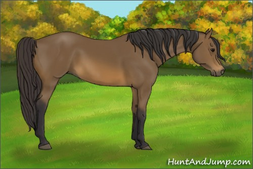 Horse Color:Unknown 