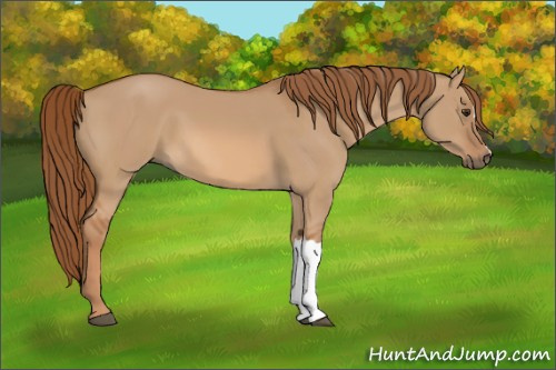 Horse Color:Unknown 