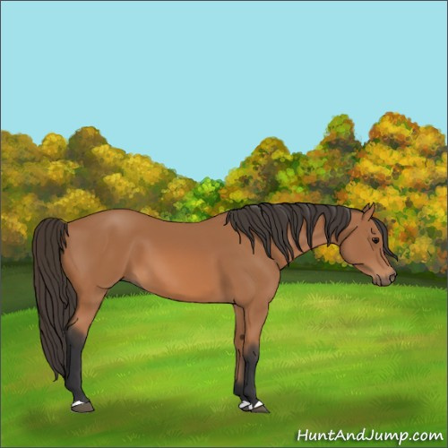 Horse Color:Unknown 