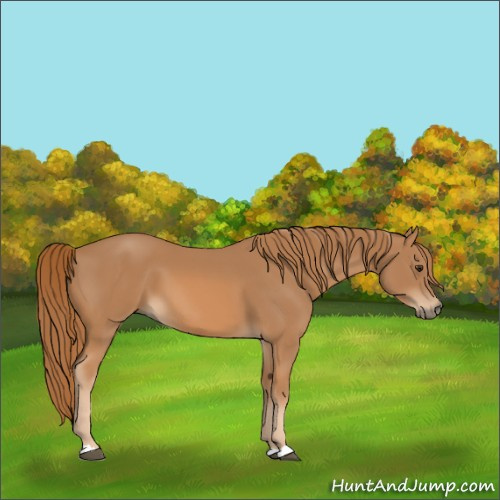 Horse Color:Unknown 