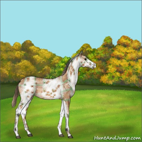 Horse Color:Unknown 