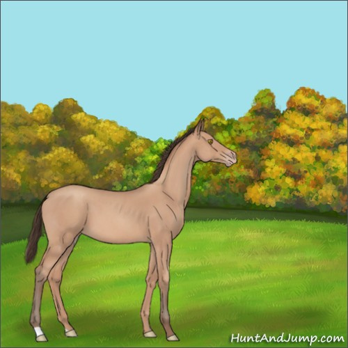 Horse Color:Unknown 