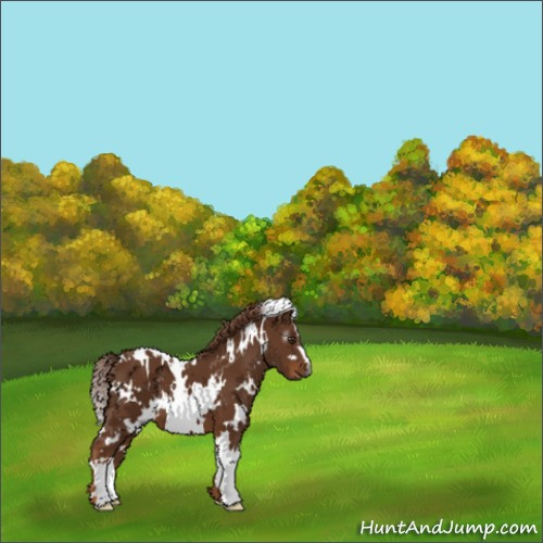 Horse Color:Unknown 
