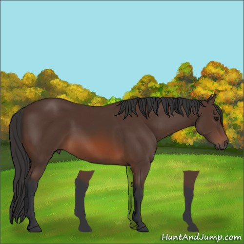 Horse Color:Brown 