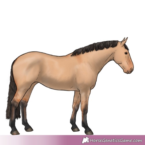 Horse Color:Buckskin Dun 