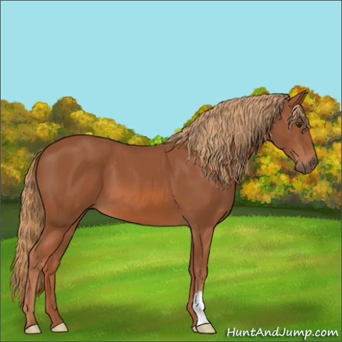 Horse Color:Chestnut 