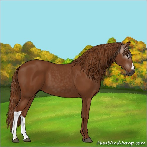 Horse Color:Gray Chestnut 