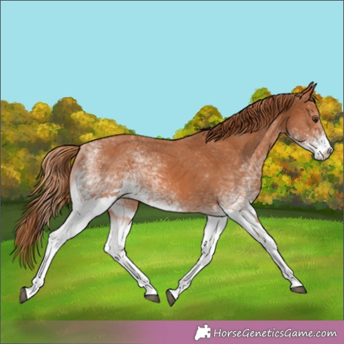 Horse Color:White Spotted Chestnut 