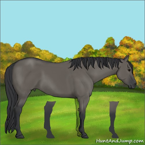 Horse Color: Grullo 