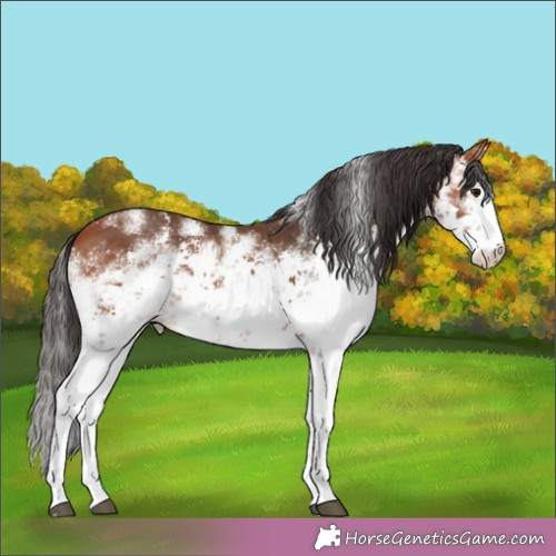 Horse Color:Bay Sabino 