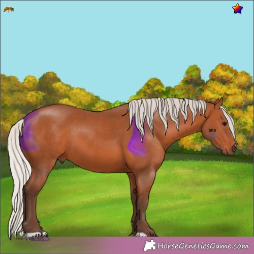 Horse Color:Silver Bay 