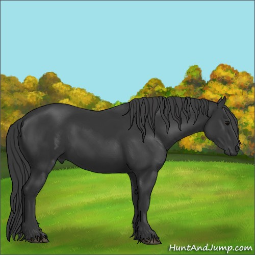 Horse Color:Black 