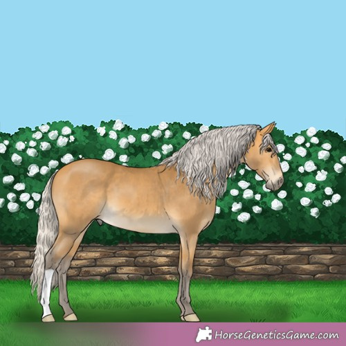Horse Color: Silver Buckskin Sabino 