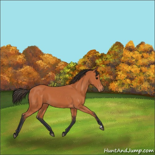 Horse Color:Bay 