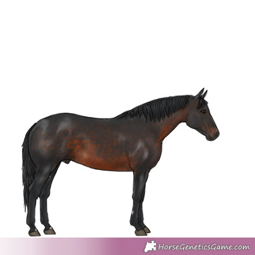 Horse Color:Brown 