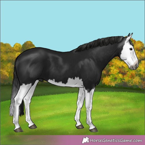 Horse Color:Gray Black Splash 