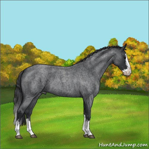 Horse Color:Blue Roan Splash 