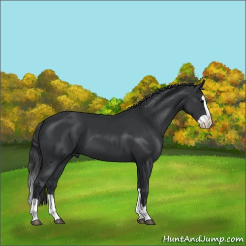 Horse Color:Black Splash 