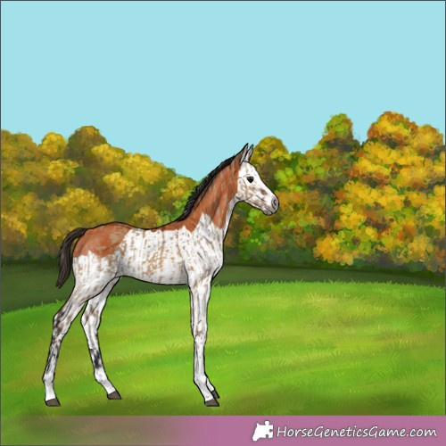 Horse Color:Gray Bay Dun  and Bay Splash 