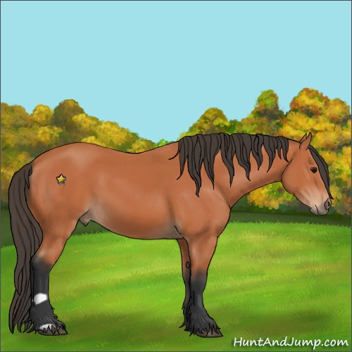 Horse Color:Bay 