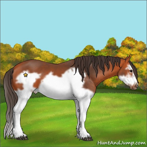 Horse Color:Bay Splash Frame 