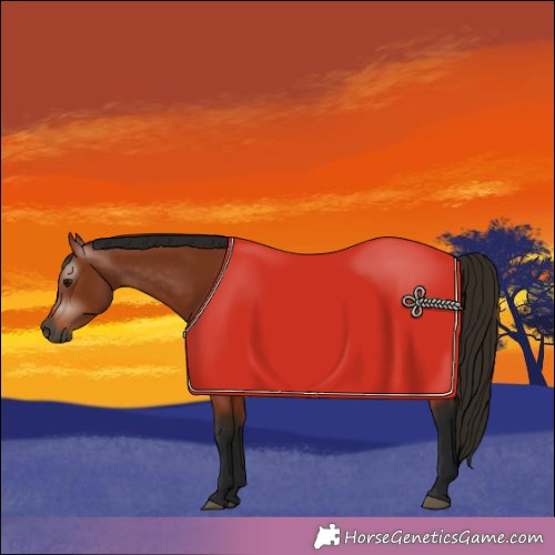 Horse Color:Gray Bay 