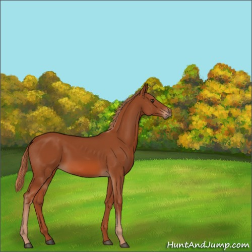 Horse Color:Unknown 