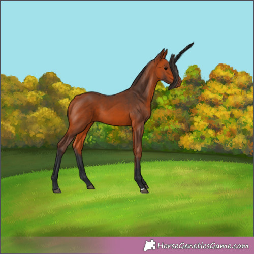 Horse Color:Unknown 