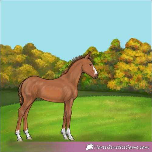 Horse Color:Unknown 