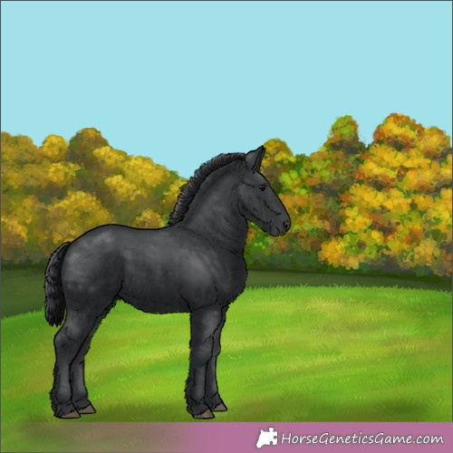 Horse Color:Unknown 
