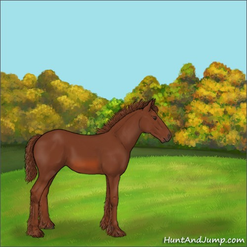 Horse Color:Unknown 