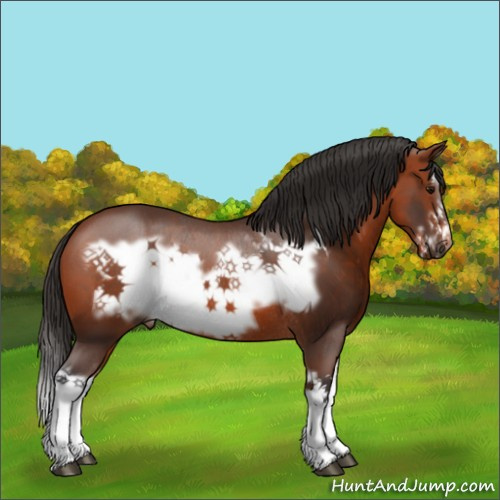 Horse Color:Bay Splash Frame Rabicano 