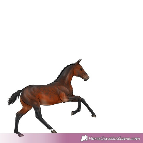 Horse Color:Brown 
