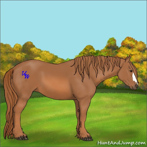 Horse Color: Chestnut 
