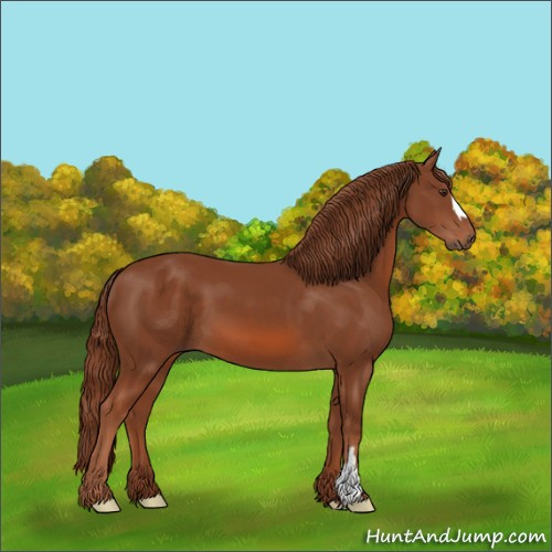 Horse Color:Chestnut 