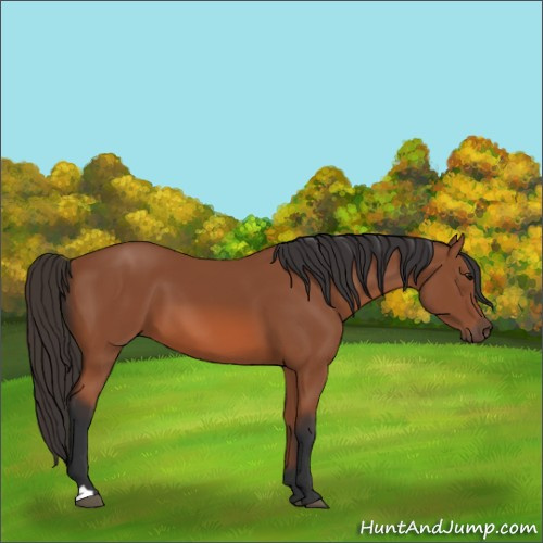 Horse Color:Bay 