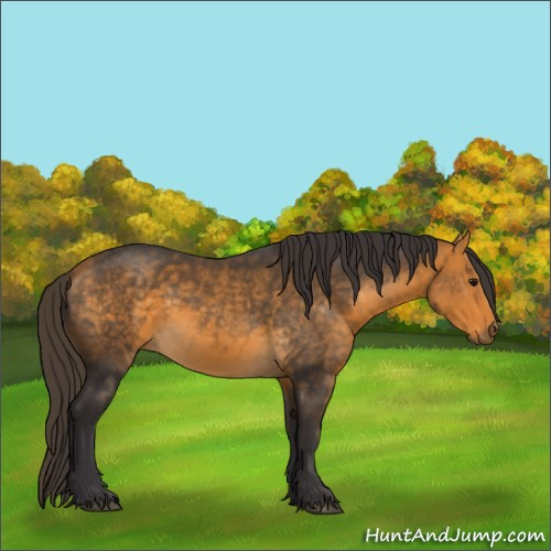 Horse Color:Buckskin 