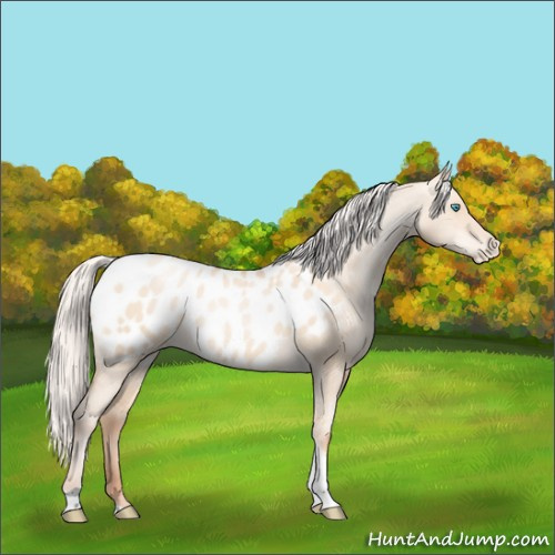 Horse Color:Silver Amber Champagne Pearl Dun Tobiano Near Leopard Rabicano 
