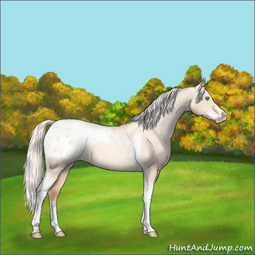 Horse Color:Silver Amber Champagne Pearl Dun Tobiano Appaloosa Rabicano  and Silver Amber Champagne Pearl Dun Splash Tobiano Appaloosa Rabicano 