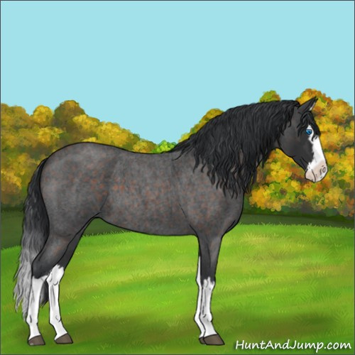 Horse Color:Brown Roan Splash 